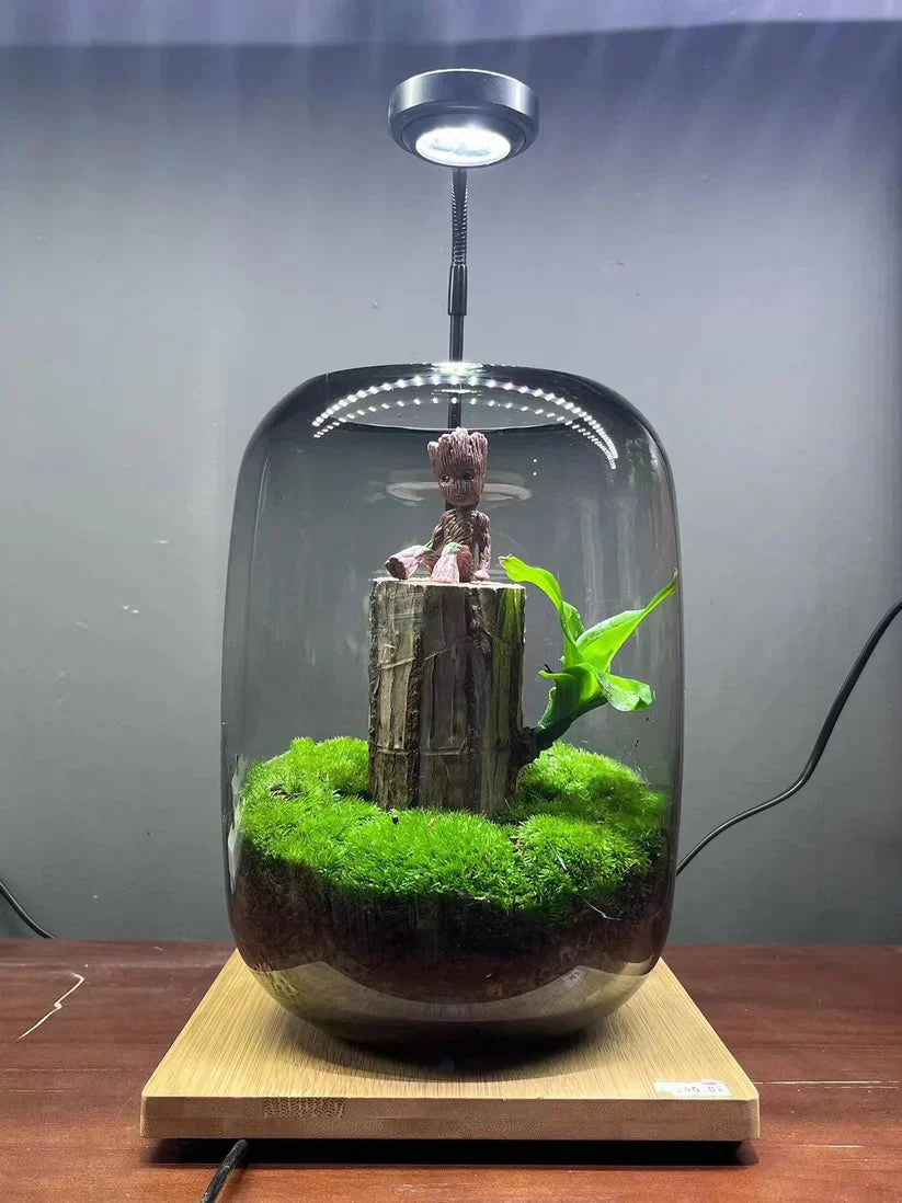 Lucky Brazil Wood Potted Plant