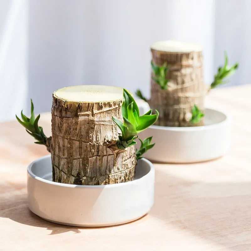 Lucky Brazil Wood Potted Plant