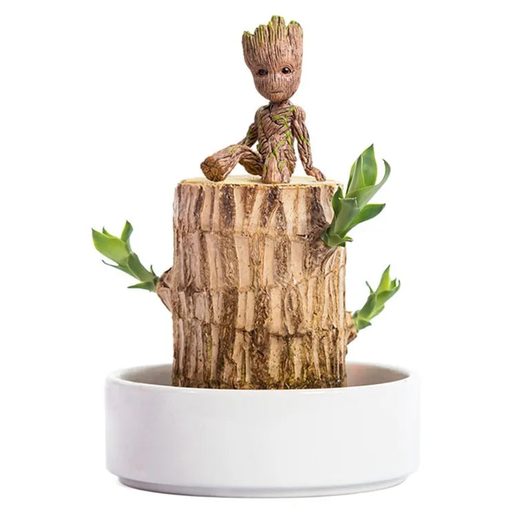 Lucky Brazil Wood Potted Plant