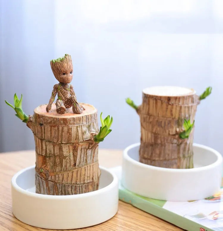 Lucky Brazil Wood Potted Plant